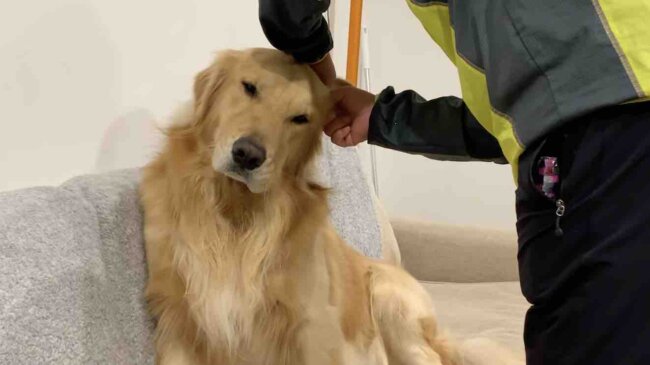 ゴールデンレトリーバー,動画