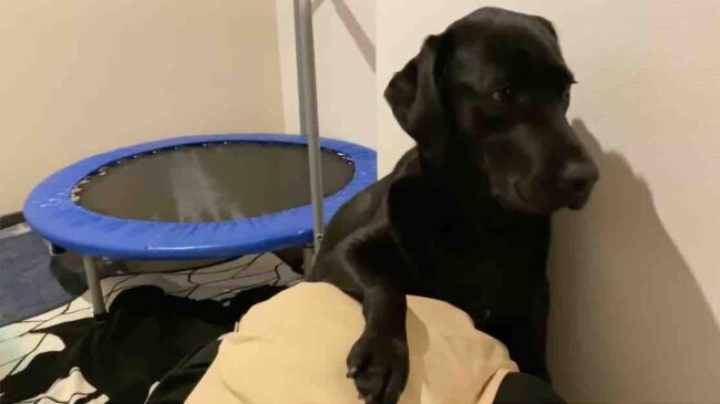 ラブラドールレトリーバー,動画