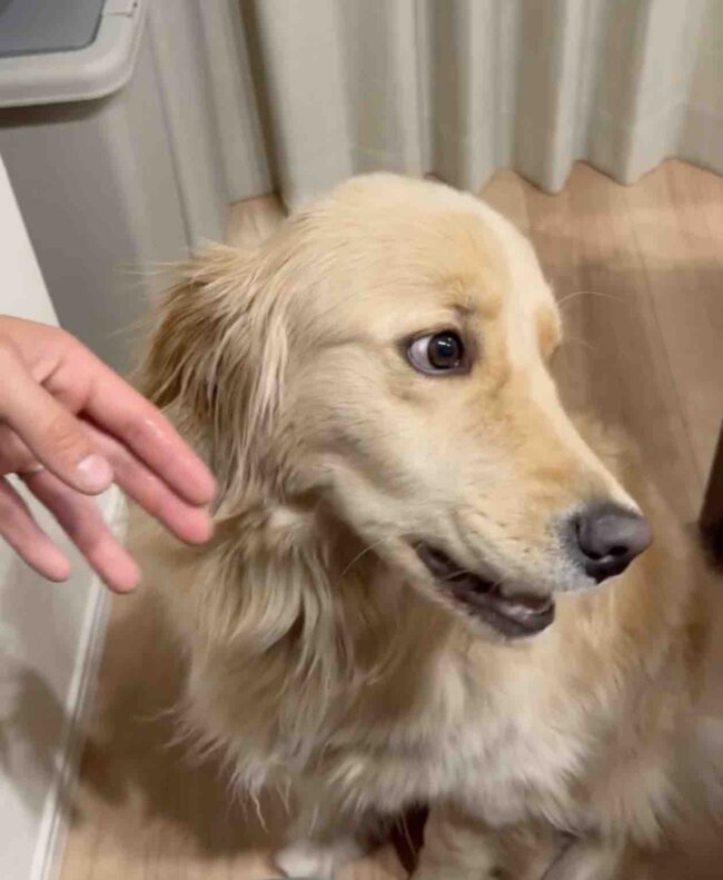 ゴールデンレトリーバー,動画