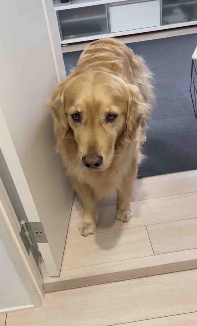 ゴールデンレトリーバー,動画