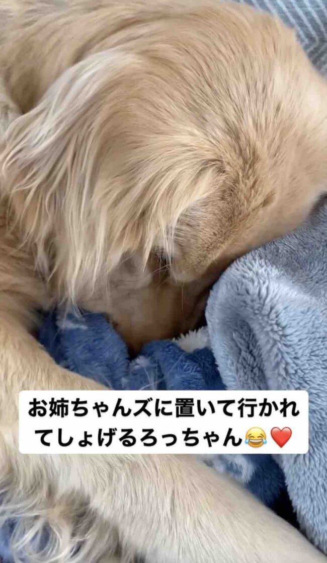 ゴールデンレトリーバー,動画