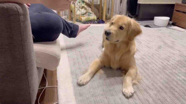 ゴールデンレトリーバー,動画