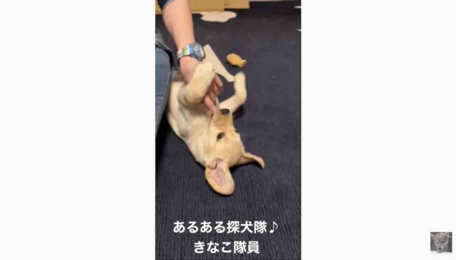 ラブラドールレトリーバー,動画