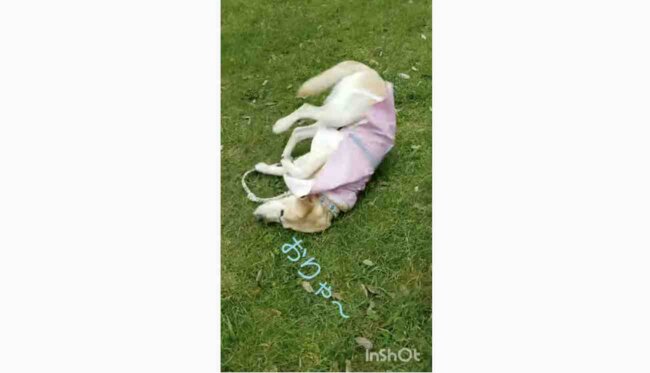 ラブラドールレトリーバー,動画