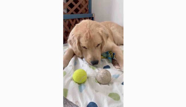 ゴールデンレトリーバー,動画