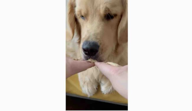 ゴールデンレトリーバー,動画