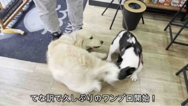 ゴールデンレトリーバー,動画