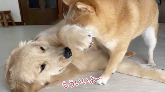 ゴールデンレトリーバー,動画