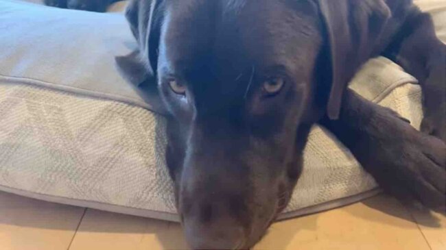 ラブラドールレトリーバー,動画