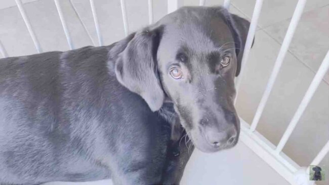 ラブラドールレトリーバー,動画