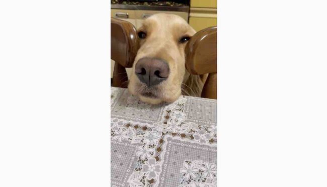 ゴールデンレトリーバー,動画