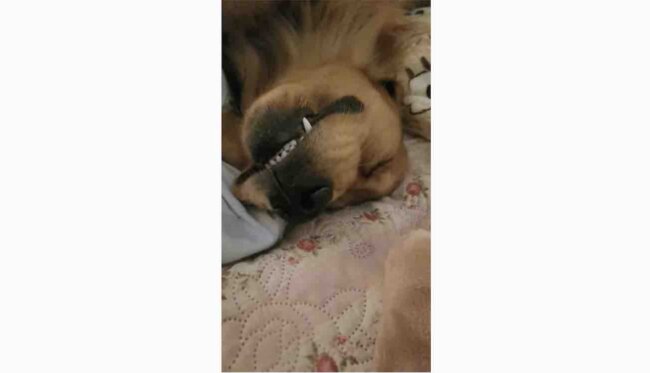 ゴールデンレトリーバー,動画