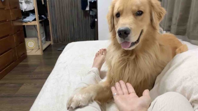 ゴールデンレトリーバー,動画