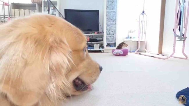 ゴールデンレトリーバー,動画