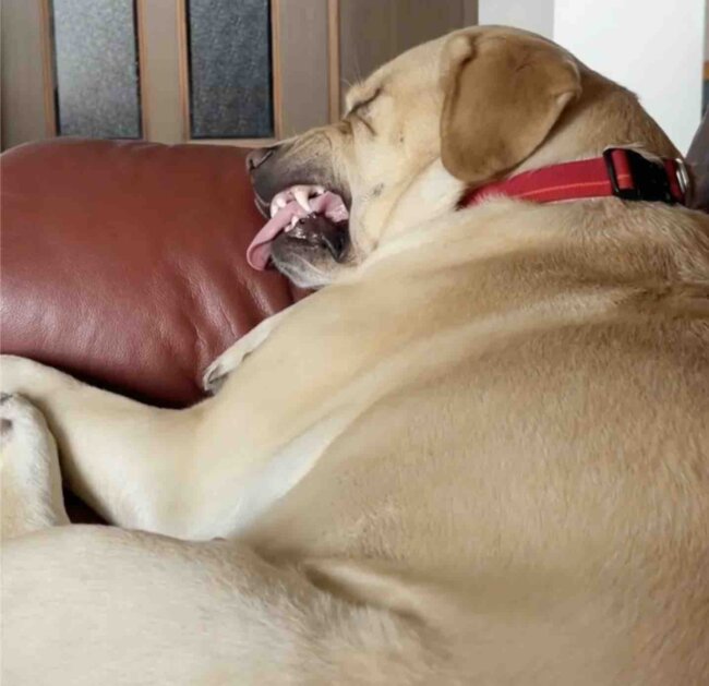 ラブラドールレトリーバー,動画