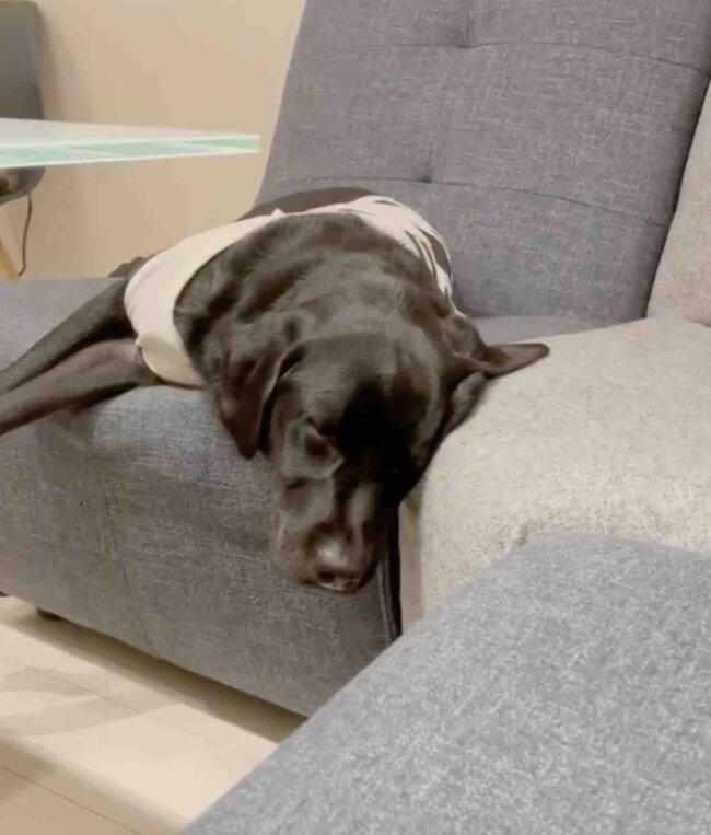 ラブラドールレトリーバー,動画