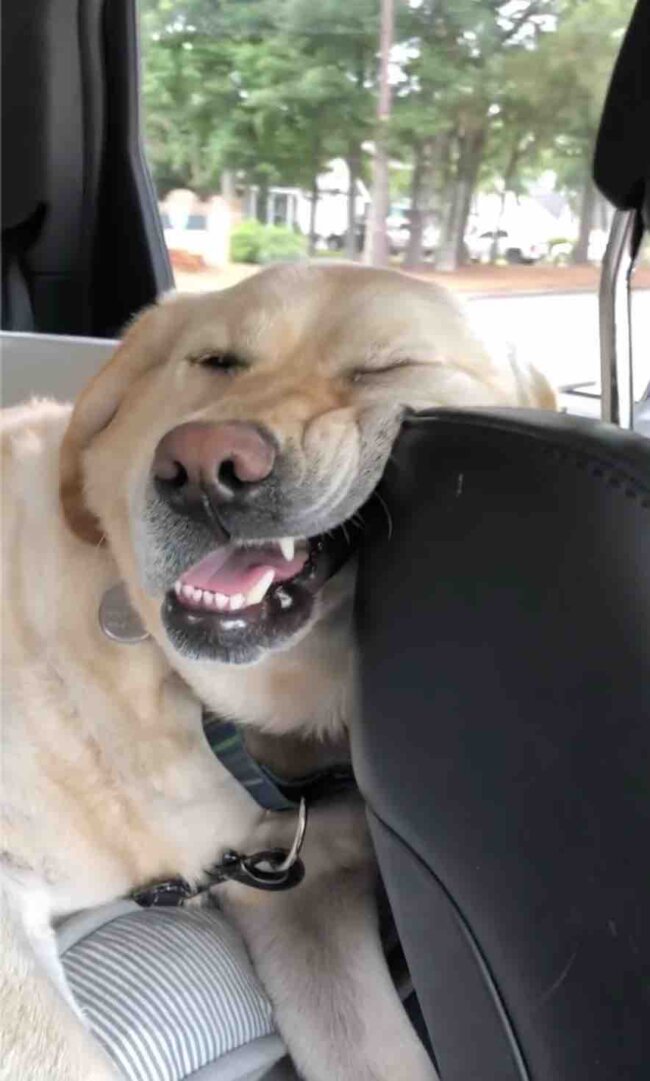 ラブラドールレトリーバー,動画