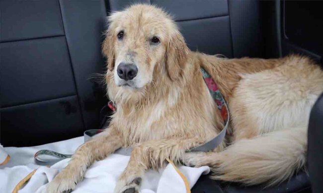 ゴールデンレトリーバー,動画