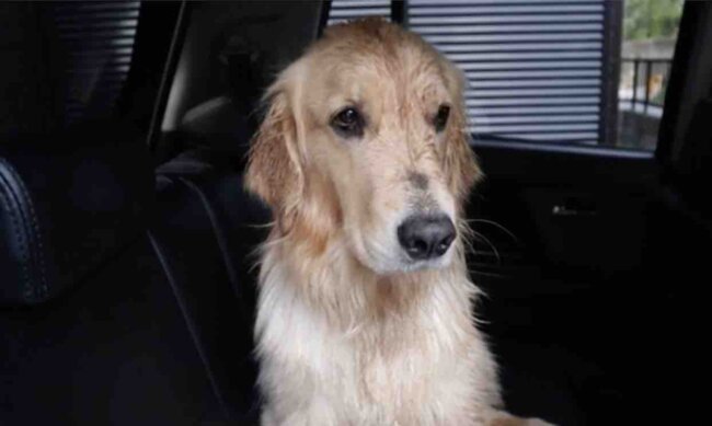 ゴールデンレトリーバー,動画