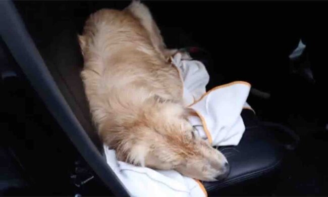 ゴールデンレトリーバー,動画