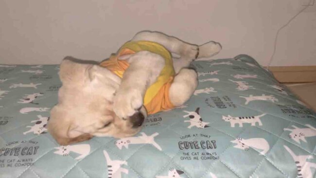 ラブラドールレトリーバー,動画