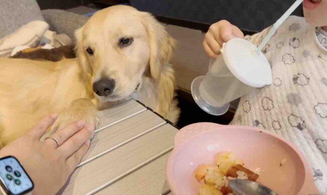 ゴールデンレトリーバー,動画