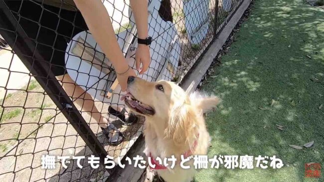 ゴールデンレトリーバー,動画