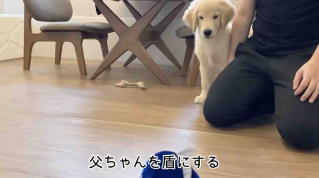 ゴールデンレトリーバー,動画