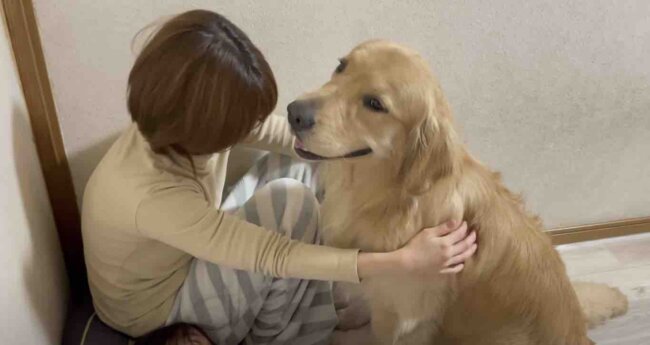 ゴールデンレトリーバー,動画