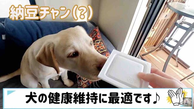 ラブラドールレトリーバー,動画