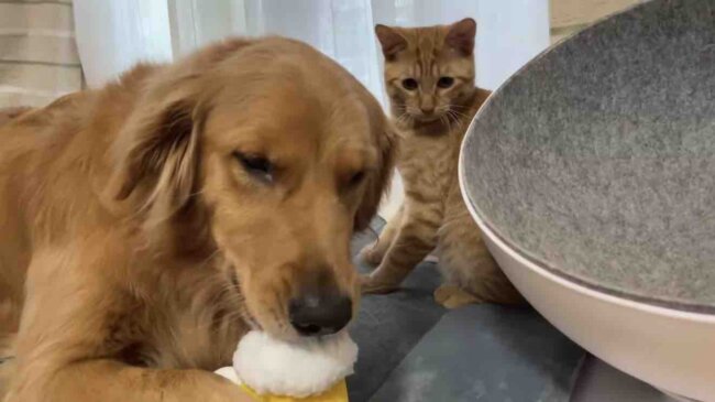 ゴールデンレトリーバー,動画