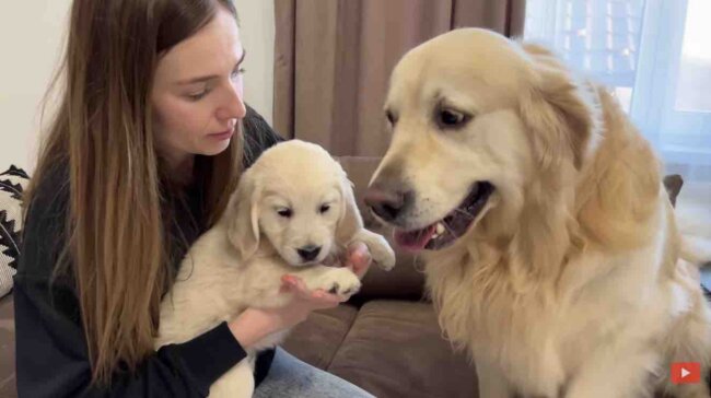 ゴールデンレトリーバー,動画