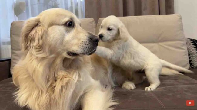 ゴールデンレトリーバー,動画