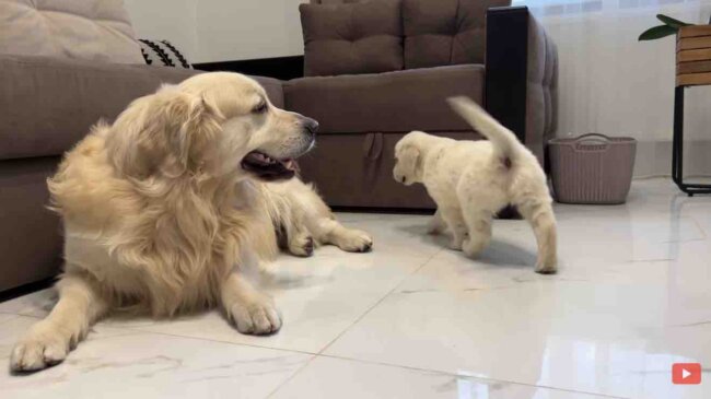 ゴールデンレトリーバー,動画
