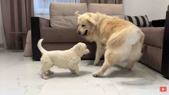 ゴールデンレトリーバー,動画