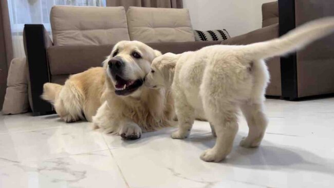 ゴールデンレトリーバー,動画