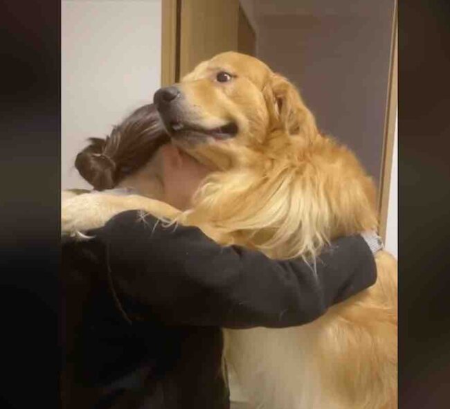 ゴールデンレトリーバー,動画