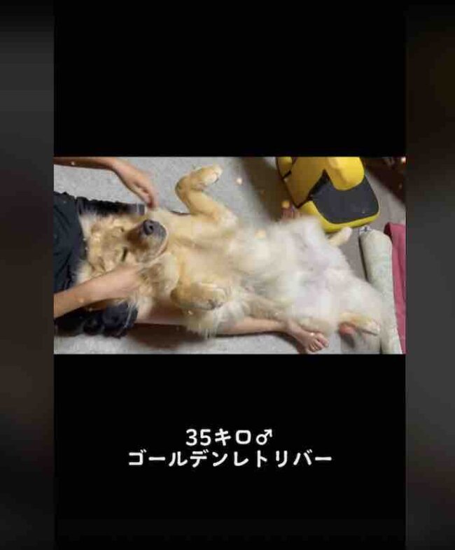 ゴールデンレトリーバー,動画