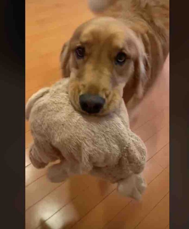 ゴールデンレトリーバー,動画