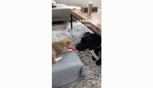 ラブラドールレトリーバー,動画