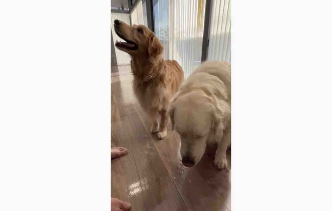 ゴールデンレトリーバー,動画