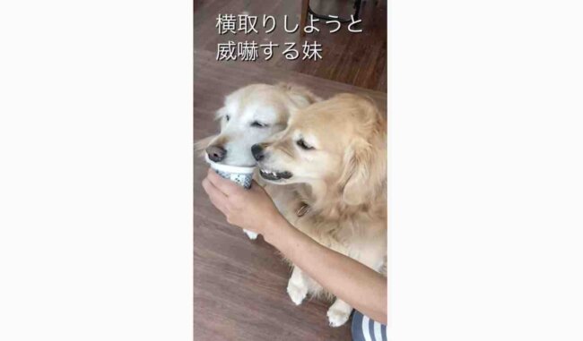 ゴールデンレトリーバー,動画