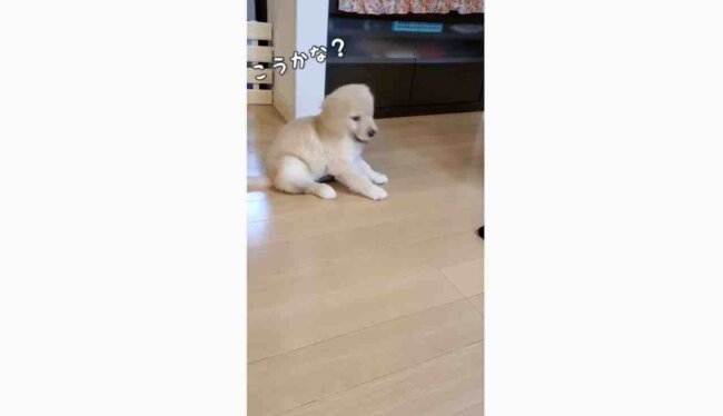 ゴールデンレトリーバー,動画