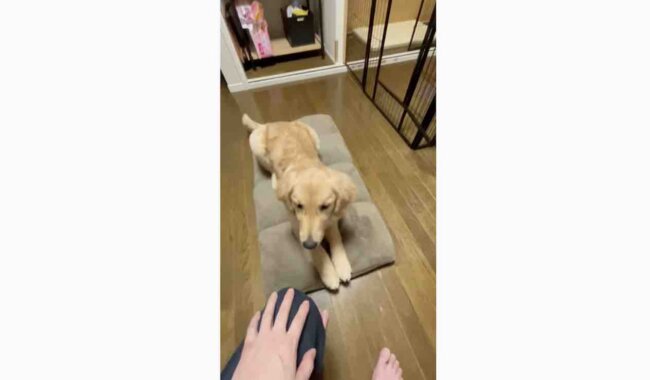 ゴールデンレトリーバー,動画