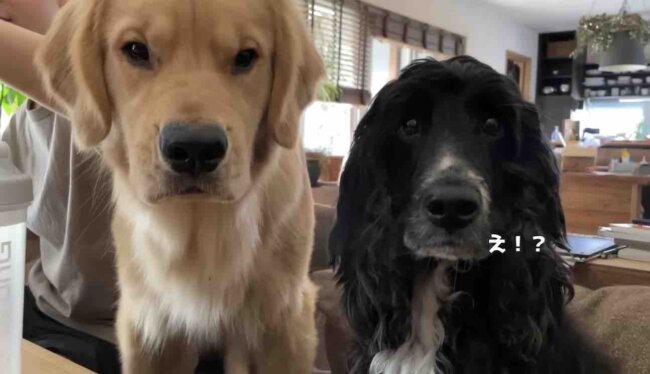 ゴールデンレトリーバー,動画