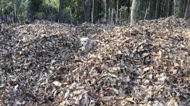 ラブラドールレトリーバー,動画