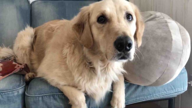 ゴールデンレトリーバー,動画