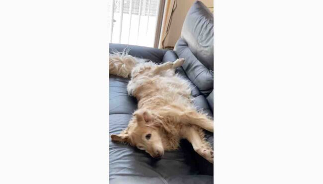 ゴールデンレトリーバー,動画