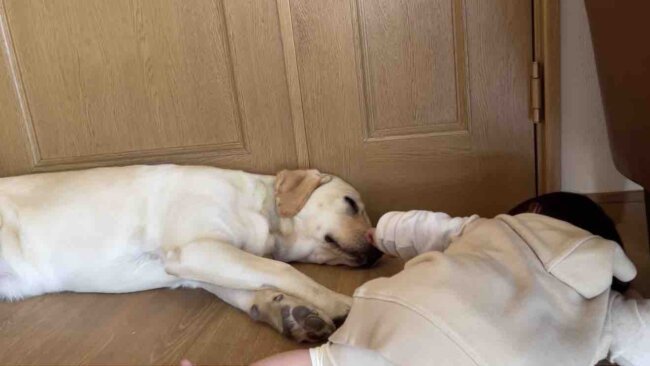 ラブラドールレトリーバー,動画