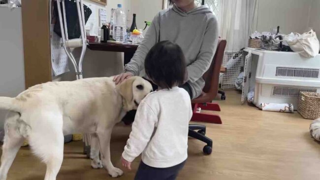 ラブラドールレトリーバー,動画